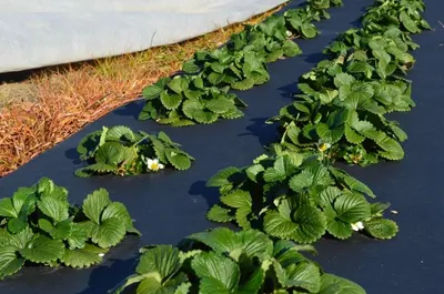Agricultural Film